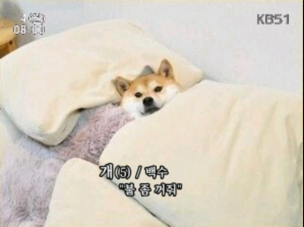 와봐 이미지
