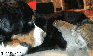 i12599806966.gif