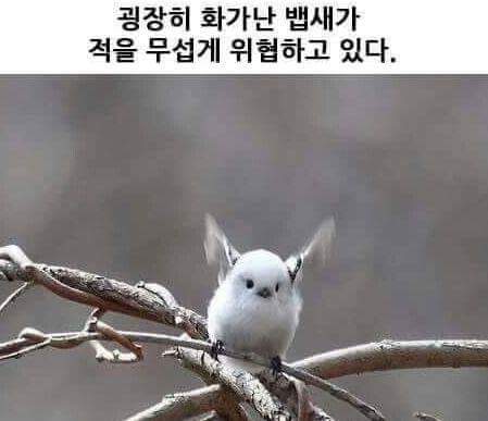 우아우아 이미지