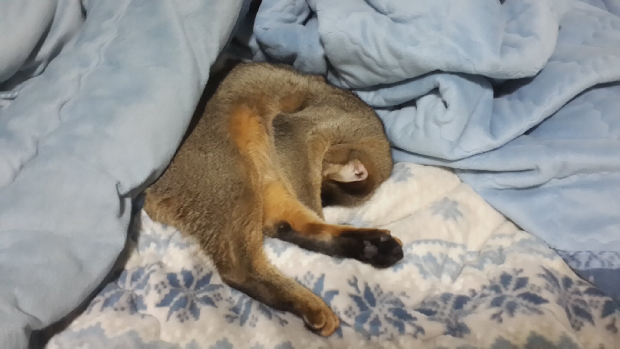 오버워치 인벤 : 집사자격증 제가잇슴니다 - 오버워치 게시판 오버워치 인벤 : 집사자격증 제가잇슴니다