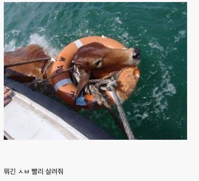 오버워치 인벤 : 님들 소가 물에 빠지면 뭔지 암? - 오버워치 인벤 자유게시판 오버워치 인벤 : 님들 소가 물에 빠지면 뭔지 암?