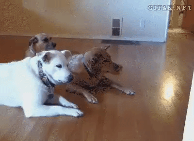 i11292124845.gif