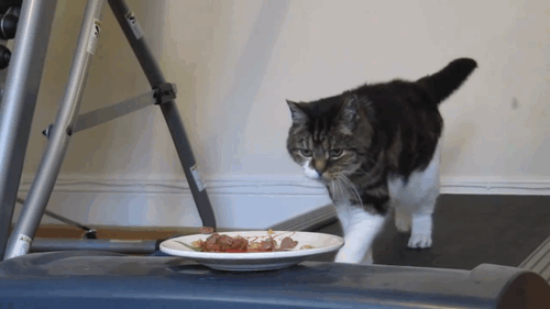 i13328752038.gif