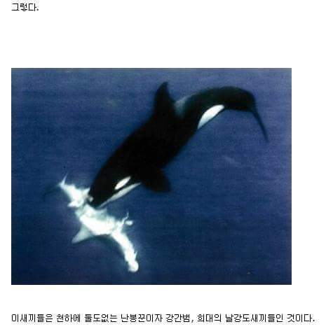 범고래가 사람을 공격 안하는 이유 . jpg