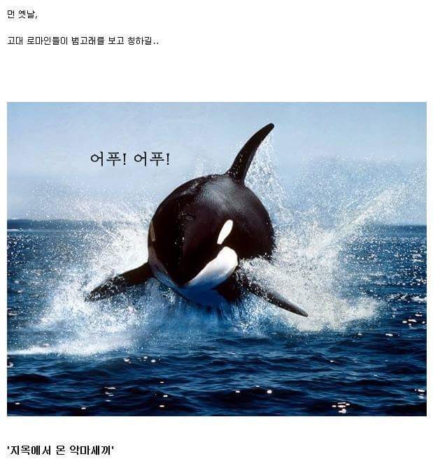 범고래가 사람을 공격 안하는 이유 . jpg