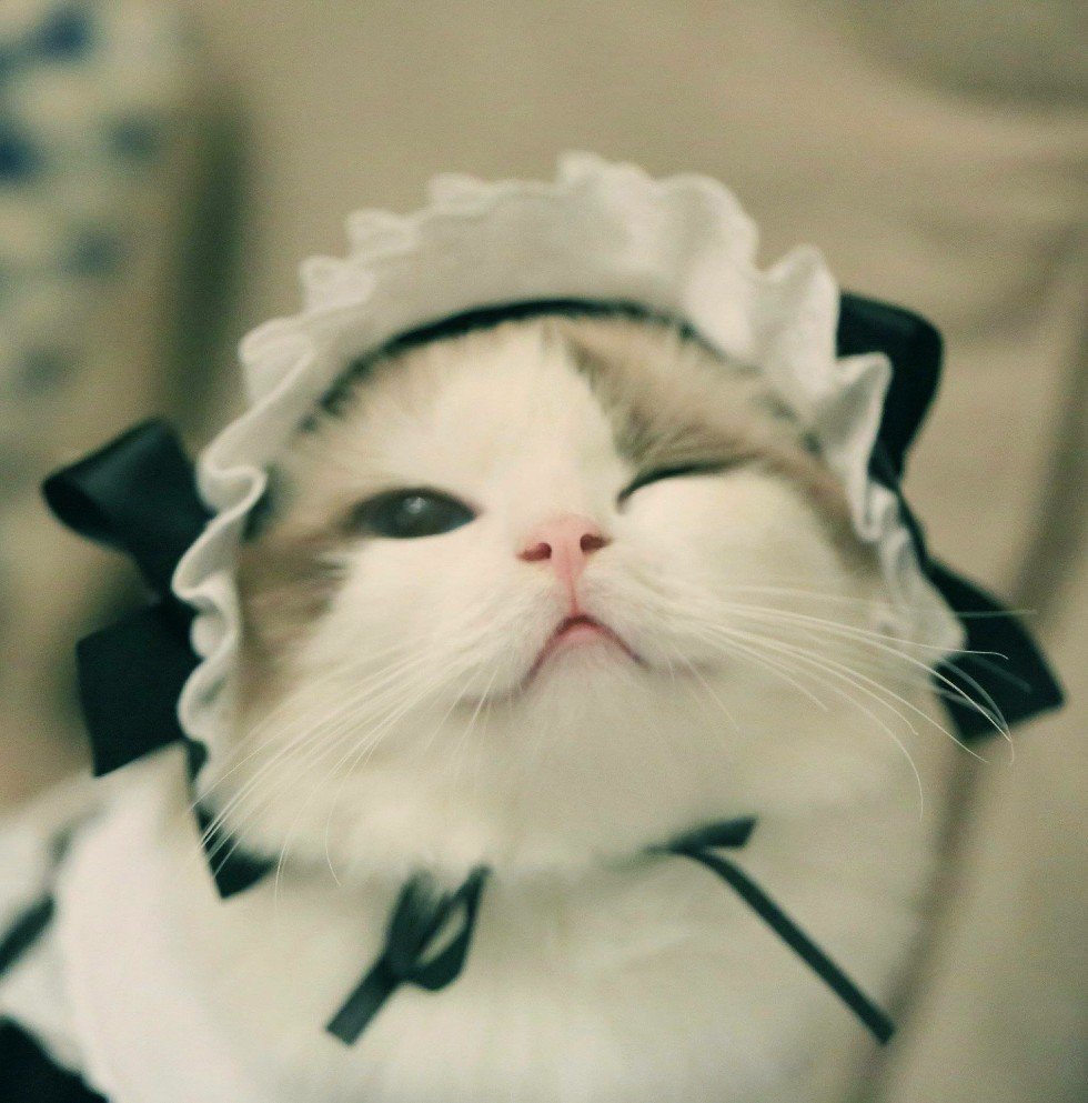 고_유 이미지