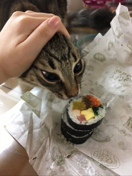 타마 이미지