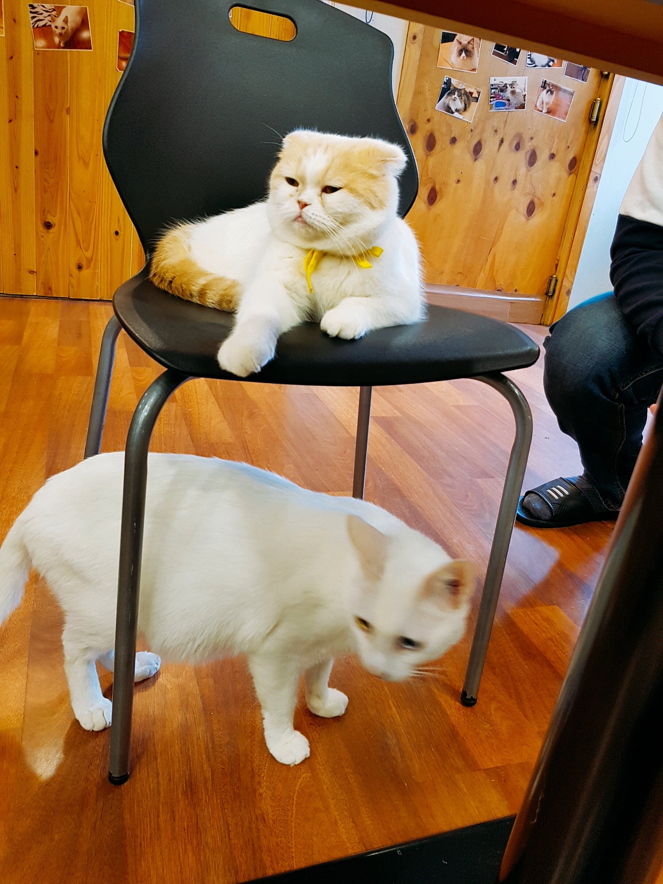 오버워치 인벤 : 오늘 고양이카페 갔었는데 - 오버워치 인벤 자유게시판 오버워치 인벤 : 오늘 고양이카페 갔었는데