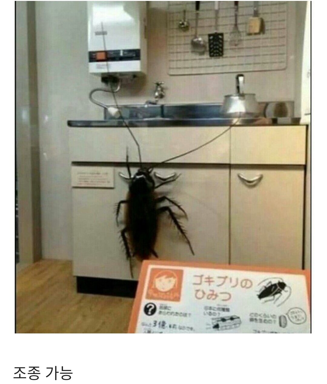 Японские тараканы