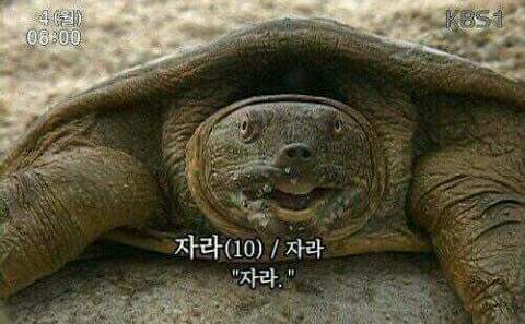 장판교 이미지