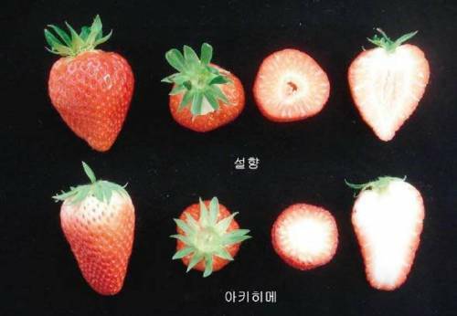 딸기PC 이미지