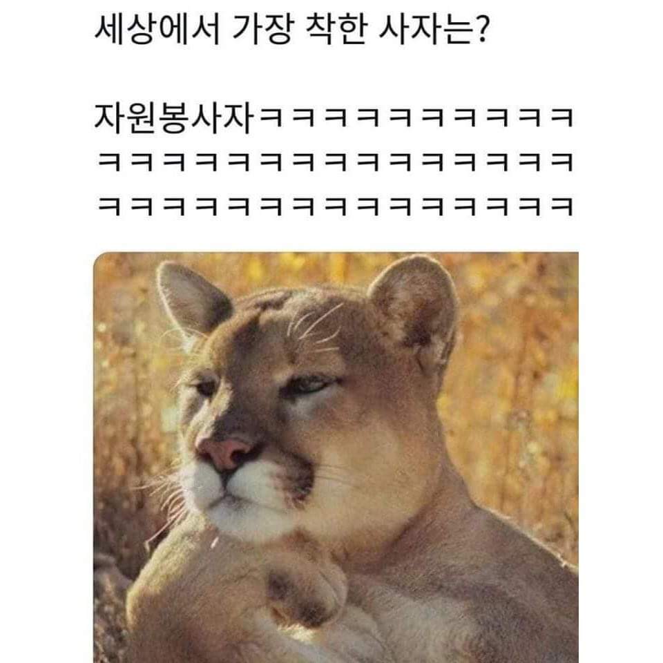 꿀잼, 유머 주의) 세상에서 가장 착한 사자는?ㅋㅋㅋㅋㅋㅋㅋㅋㅋㅋㅋㅋㅋㅋㅋㅋ | 메이플 인벤