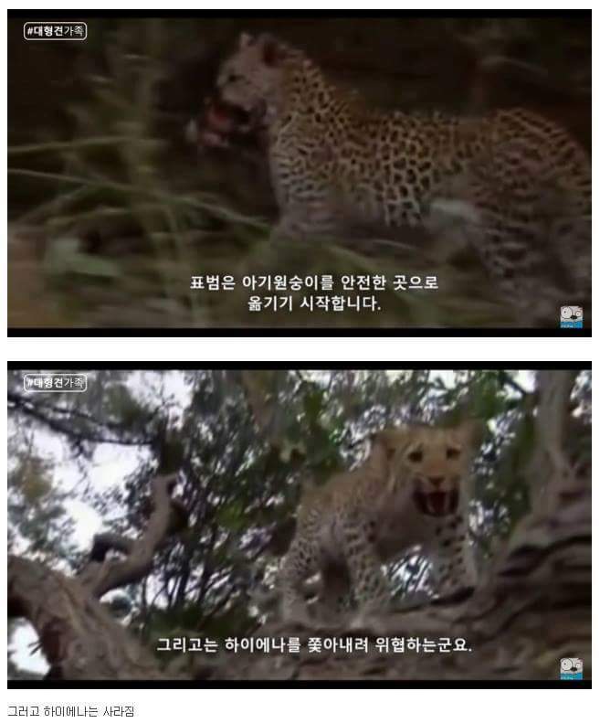 표범 이미지