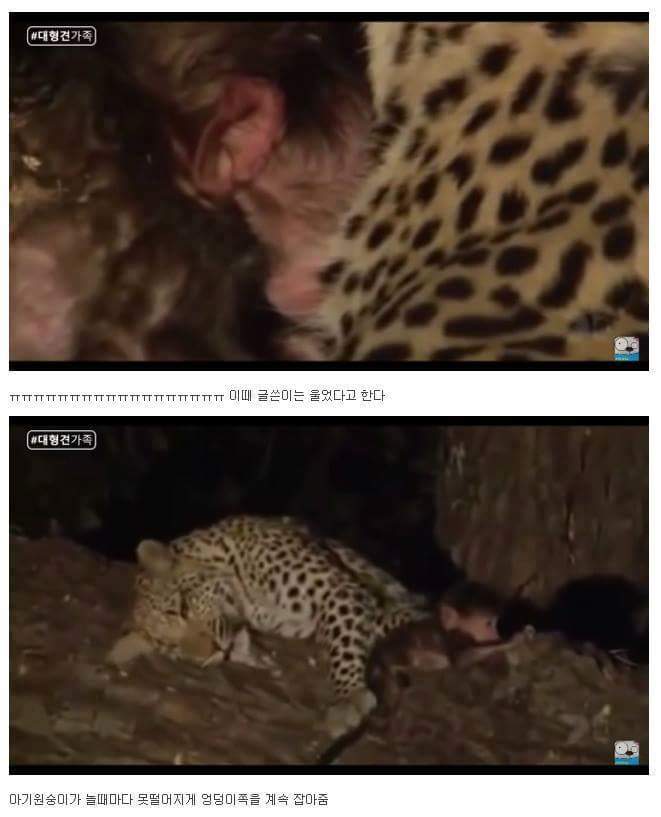 표범 이미지