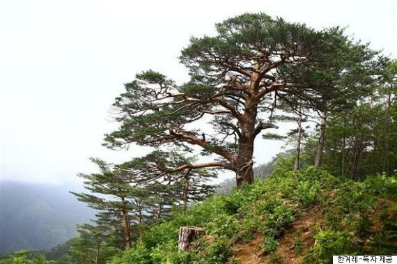 금강송 이미지