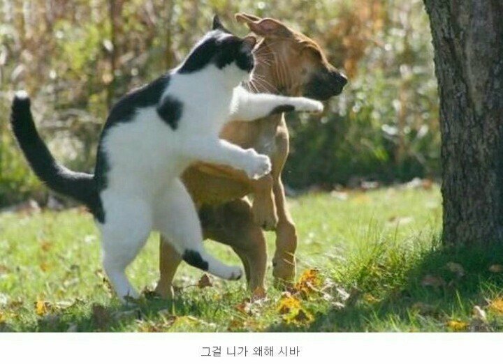원본 크기로 보시려면 그림을 클릭하세요.