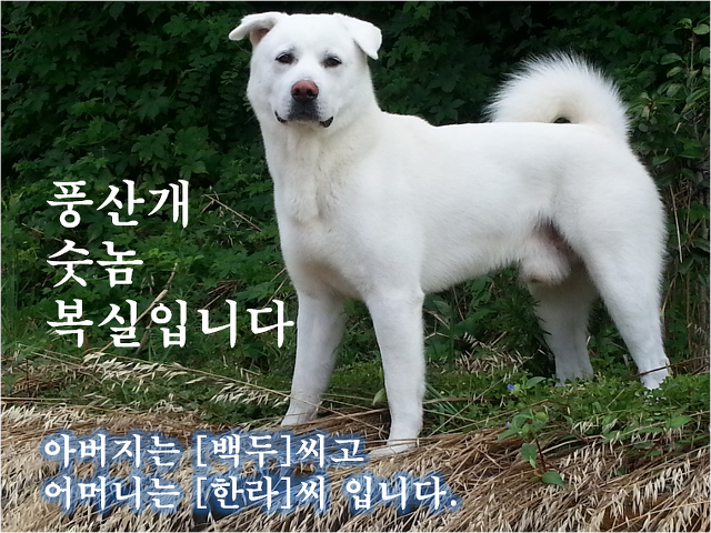 파이널판타지14 인벤 : 복실이모음 - 파이널판타지14 인벤 자유게시판 복실이모음