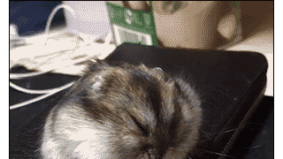 갤러리 프리뷰 이미지