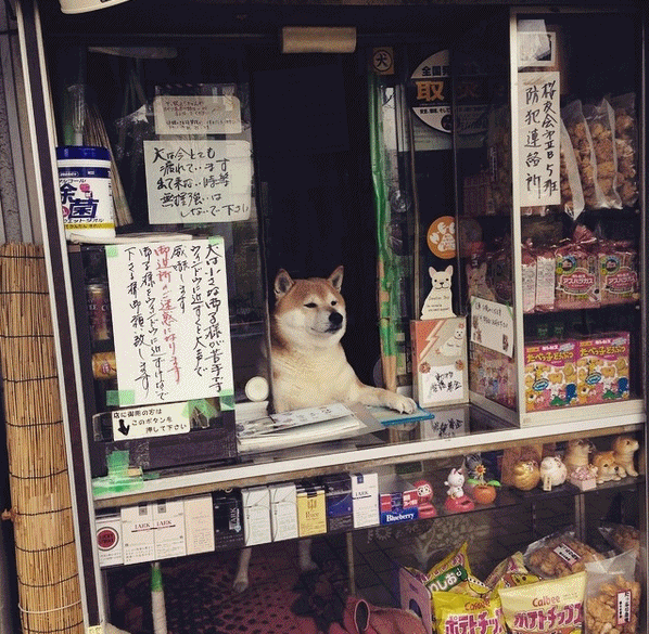 웹진 인벤 : 동네 매점에서 담배팔던 시바견, 은퇴하다 - 오픈이슈갤러리 동네 매점에서 담배팔던 시바견, 은퇴하다
