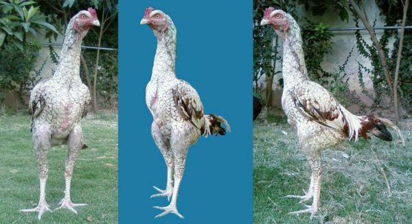 부위 순살 네네 치킨 “순살치킨은 브라질산