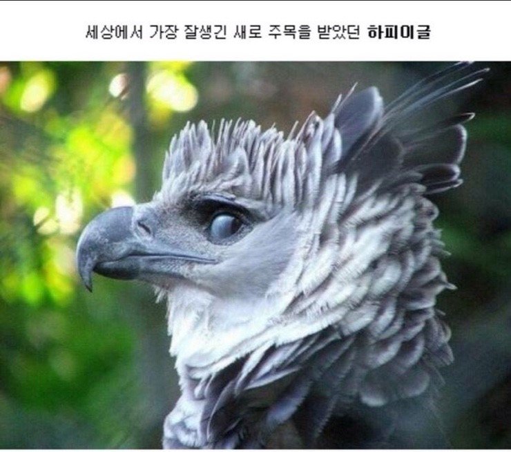 하피 이미지