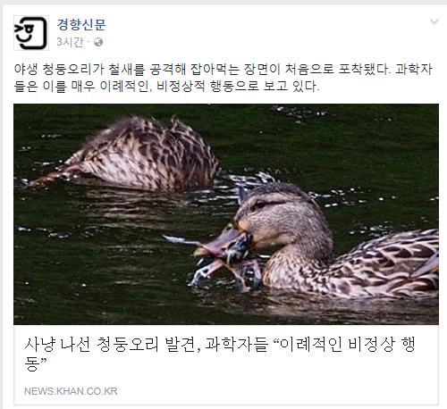 웹진 인벤 : 사냥 나선 청둥오리 발견, 과학자들 “이례적인 비정상 행동” - 오픈이슈갤러리 사냥 나선 청둥오리 발견, 과학자들 “이례적인... 
