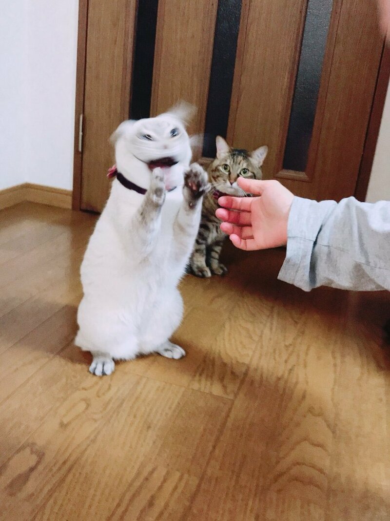 로스트아크 인벤 : 내 새끼~ 짜란다~짜란다~짜란다~!! - 로스트아크 인벤 이슈/토론/버그 게시판 내 새끼~ 짜란다~짜란다~짜란다~!!
